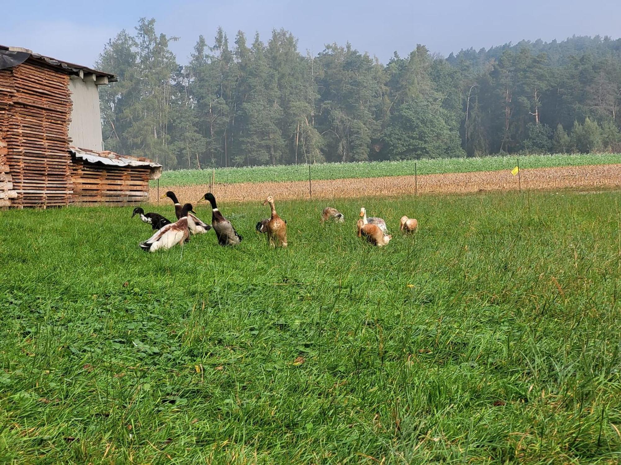 Ferienwohnung Wiesenhof Neuhof an der Zenn Eksteriør billede