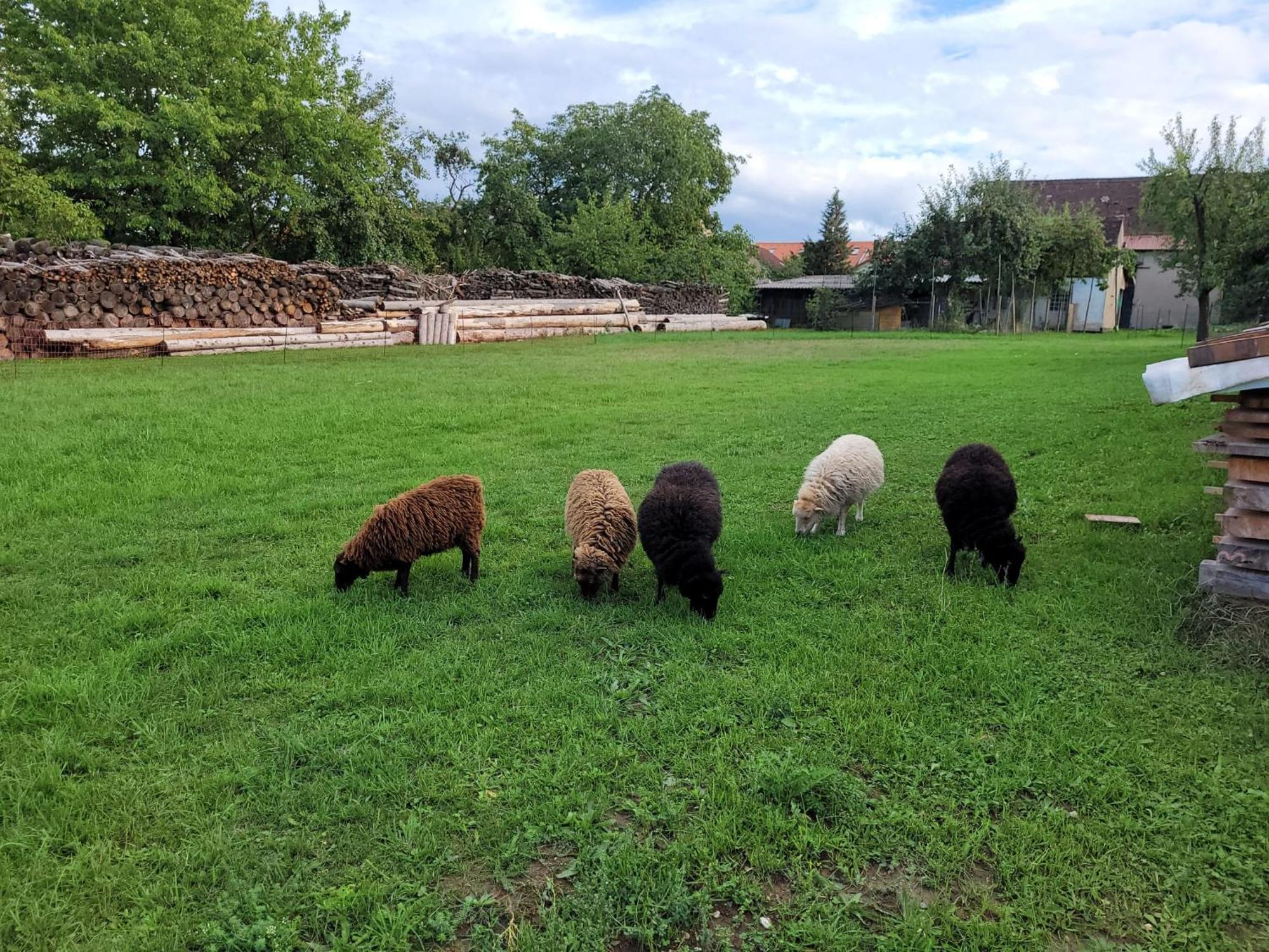 Ferienwohnung Wiesenhof Neuhof an der Zenn Eksteriør billede